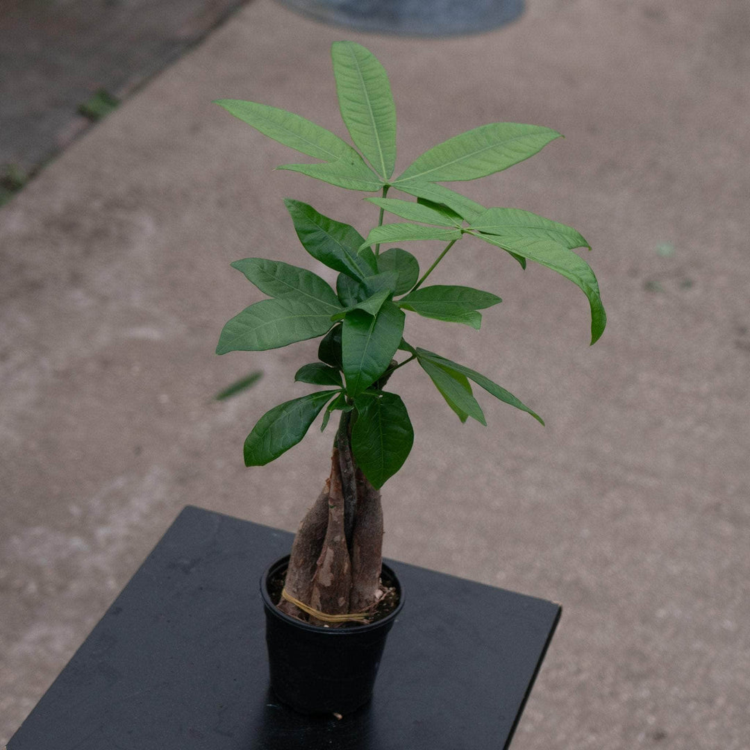 money tree plant not braided Pachira aquatica "Money Tree" Braid