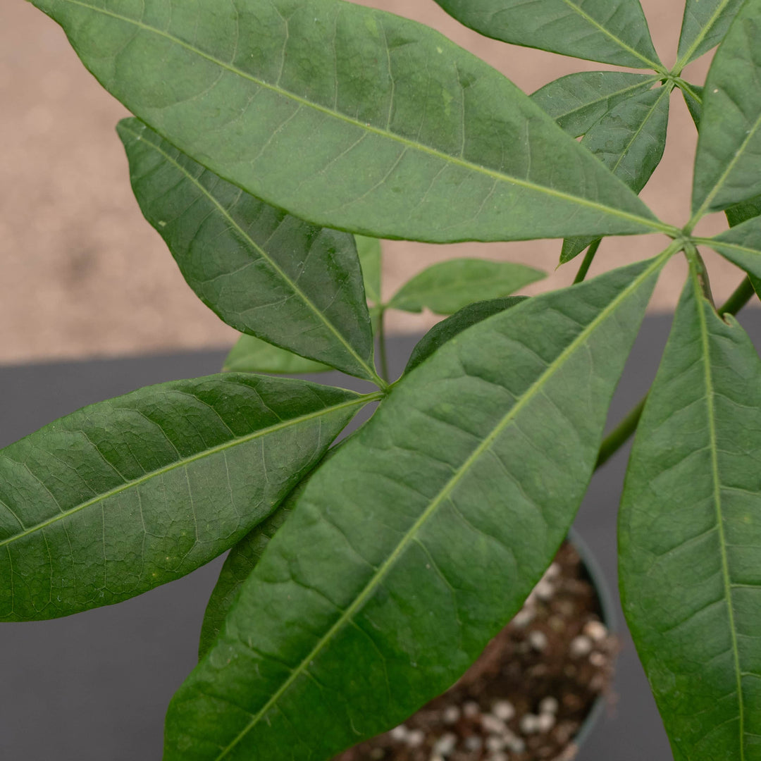 Gabriella Plants Other 4" Pachira aquatica "Money Tree" Stump