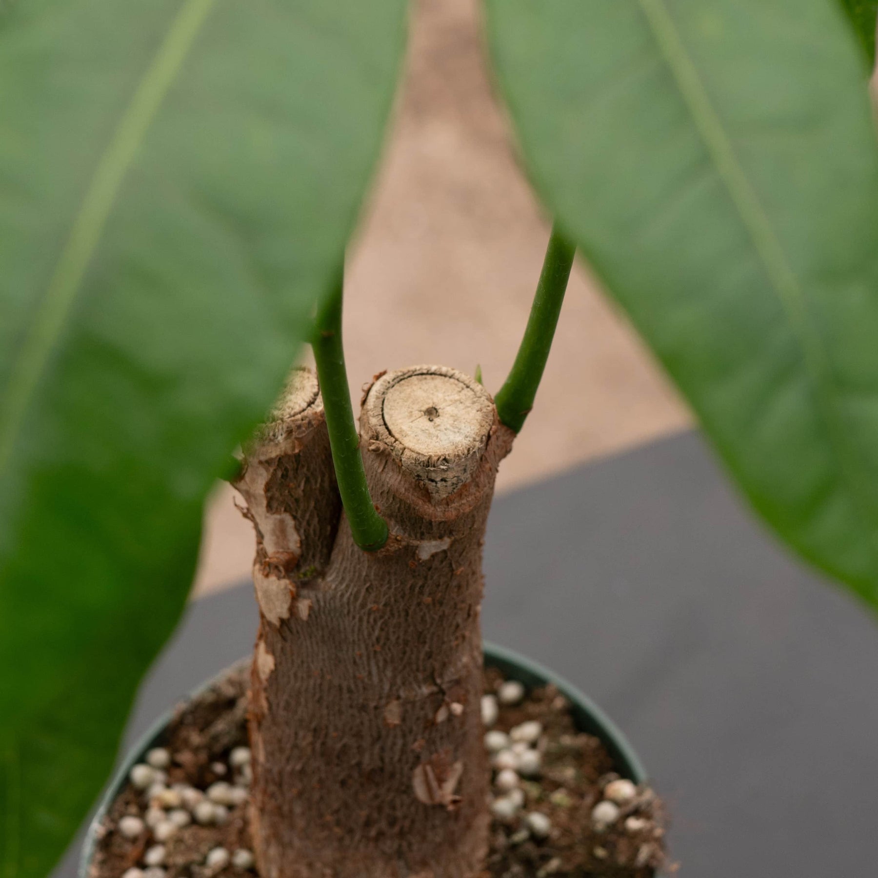 stump money tree Pachira aquatica "Money Tree" Stump