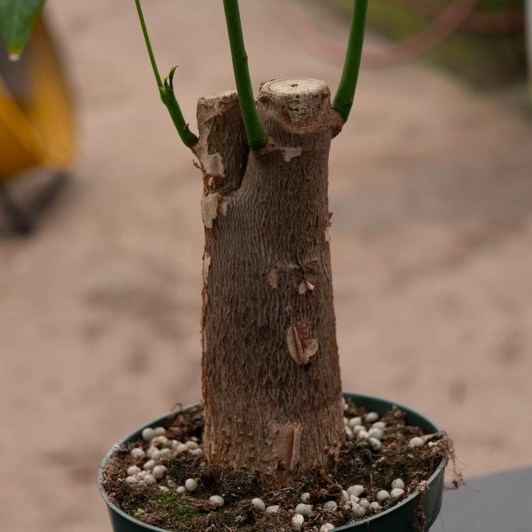 money tree stump Pachira aquatica "Money Tree" Stump