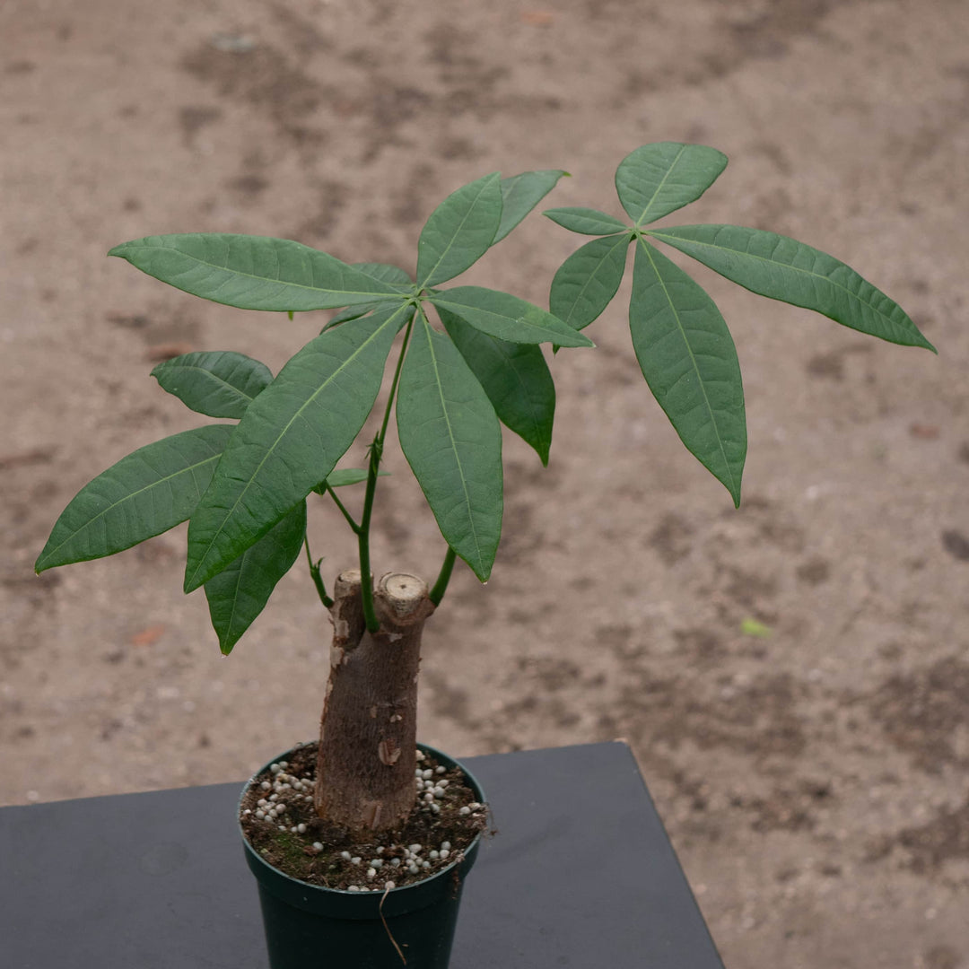 money tree with 4 leaves Pachira aquatica "Money Tree" Stump