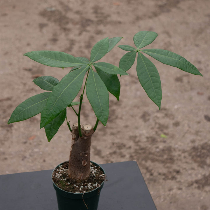 Gabriella Plants Other 4" Pachira aquatica "Money Tree" Stump
