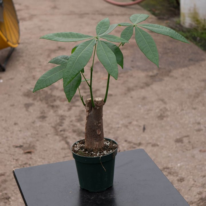 Gabriella Plants Other 4" Pachira aquatica "Money Tree" Stump