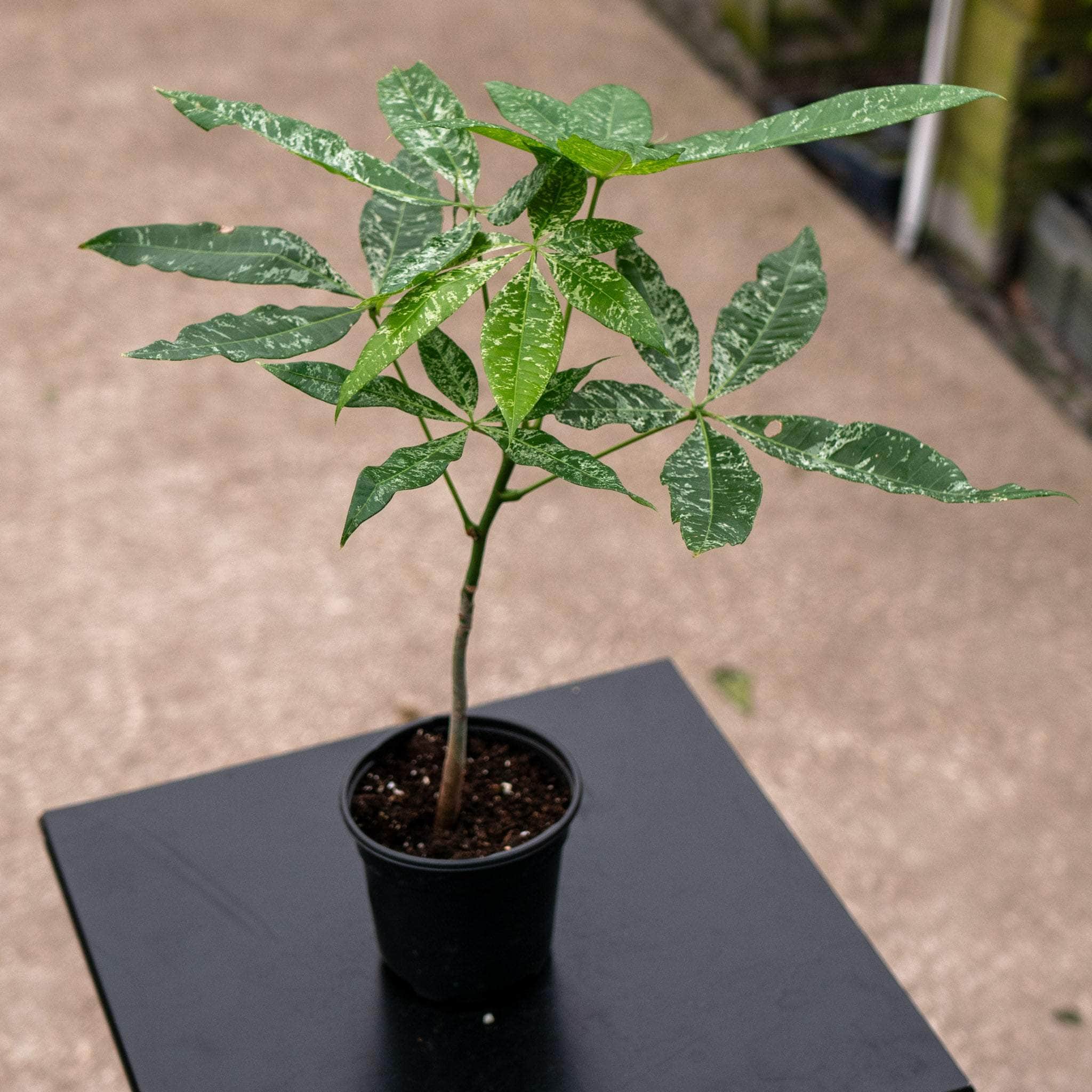 variegated money tree price Pachira glabra variegata ‘Variegated Money Tree’