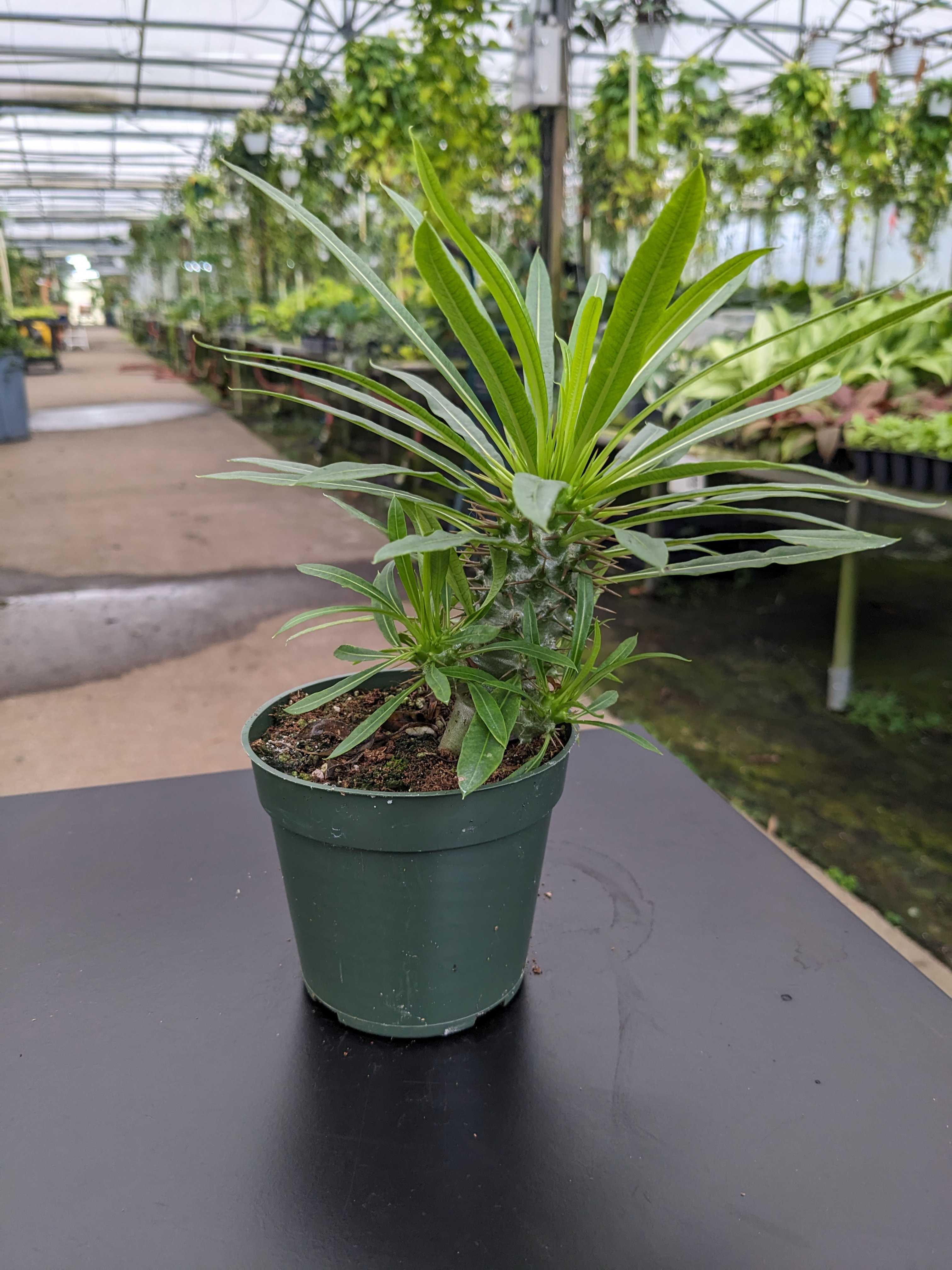 Gabriella Plants Succulent 4" Pachypodium lamerei "Madagascar Palm"
