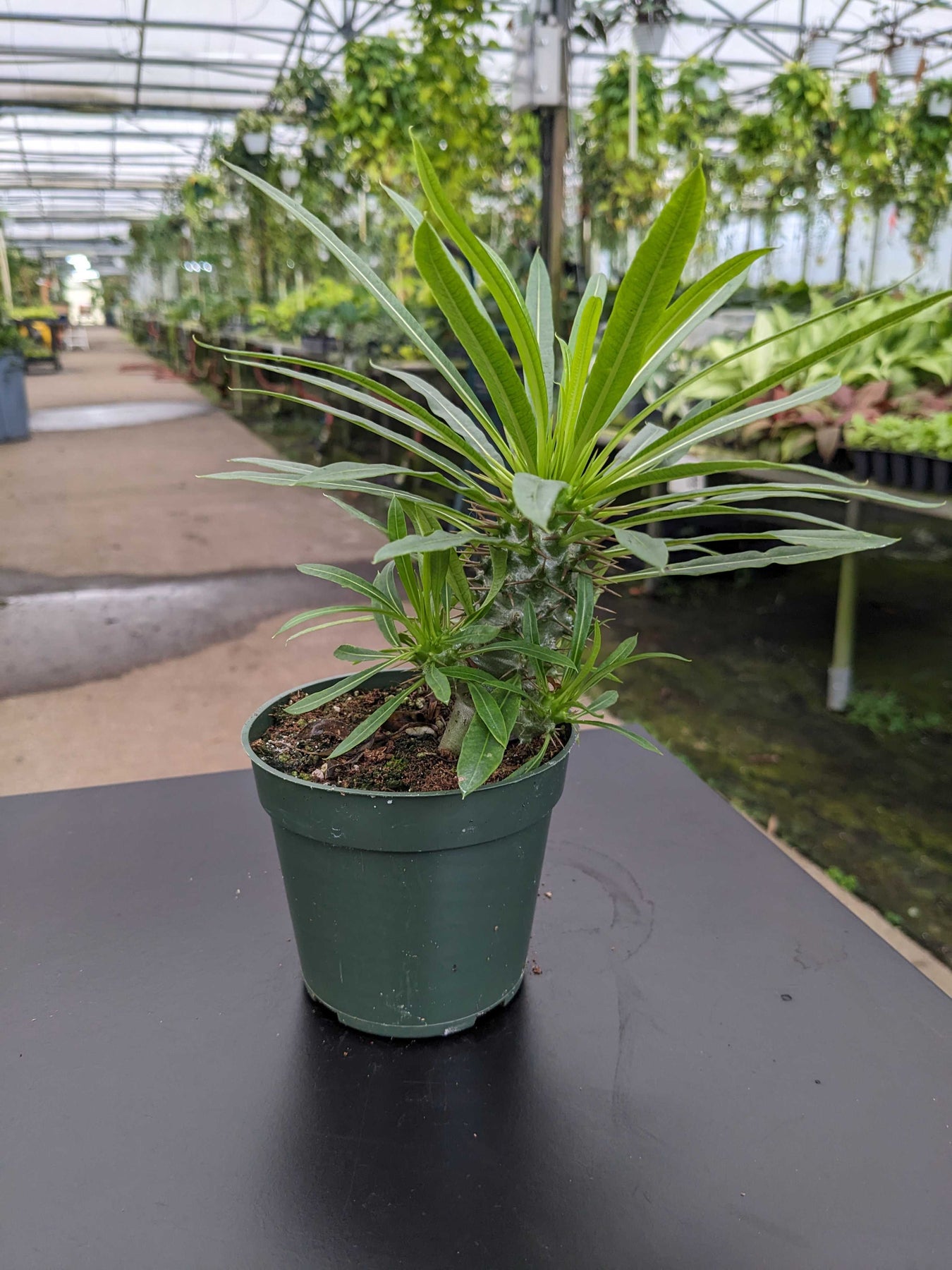 madagascar palm house plant Pachypodium lamerei "Madagascar Palm"