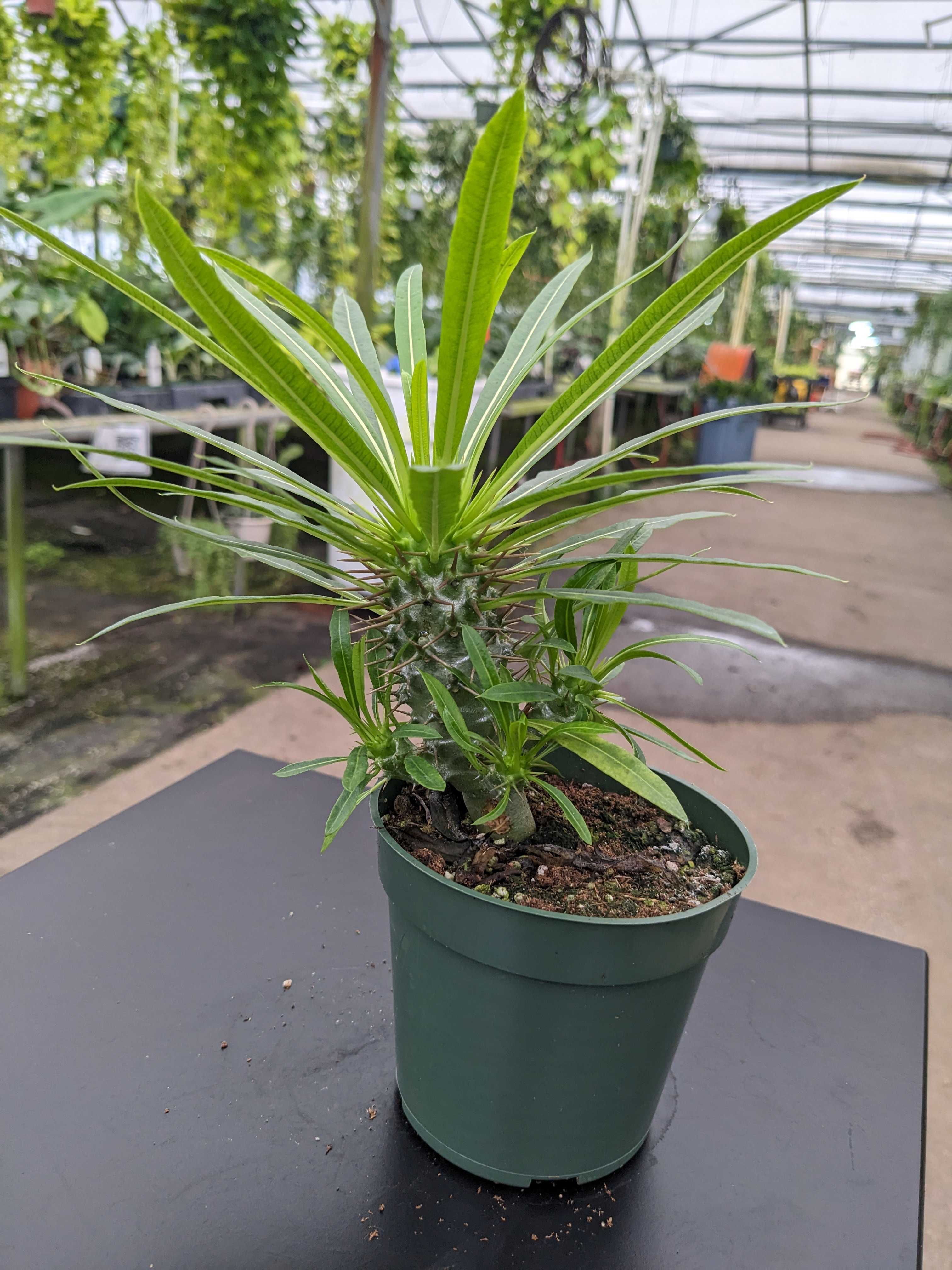 Gabriella Plants Succulent 4" Pachypodium lamerei "Madagascar Palm"