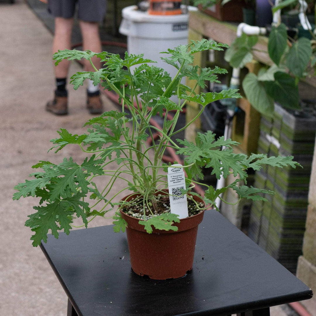 citronella house plant Pelargonium citrosum 'Van Leenii' 'Citronella Geranium'
