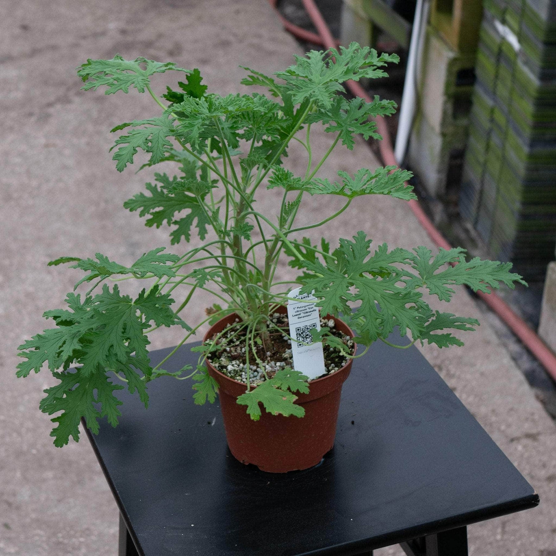 Pelargonium Citrosum Van Leenii Citronella Geranium Gabriella Plants pelargonium-citrosum-van-leenii-citronella-geranium-gabriella-plants