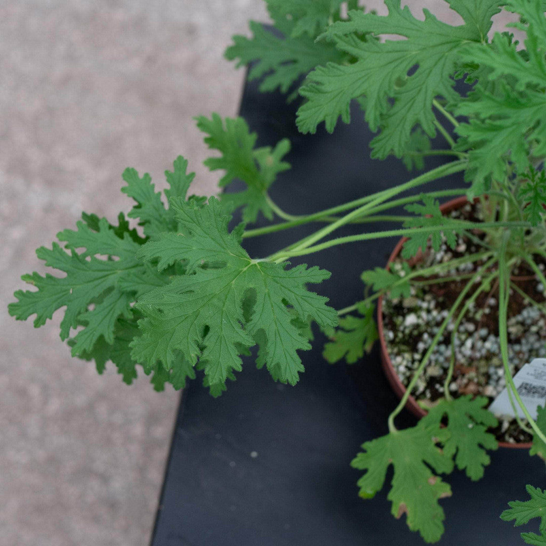 citronella lavender plant Pelargonium citrosum 'Van Leenii' 'Citronella Geranium'