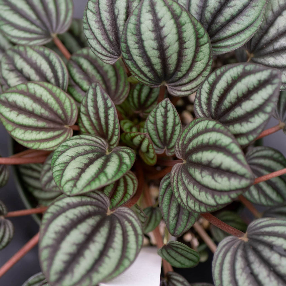 Gabriella Plants Peperomia 4" Peperomia albovittata 'Piccolo Banda'