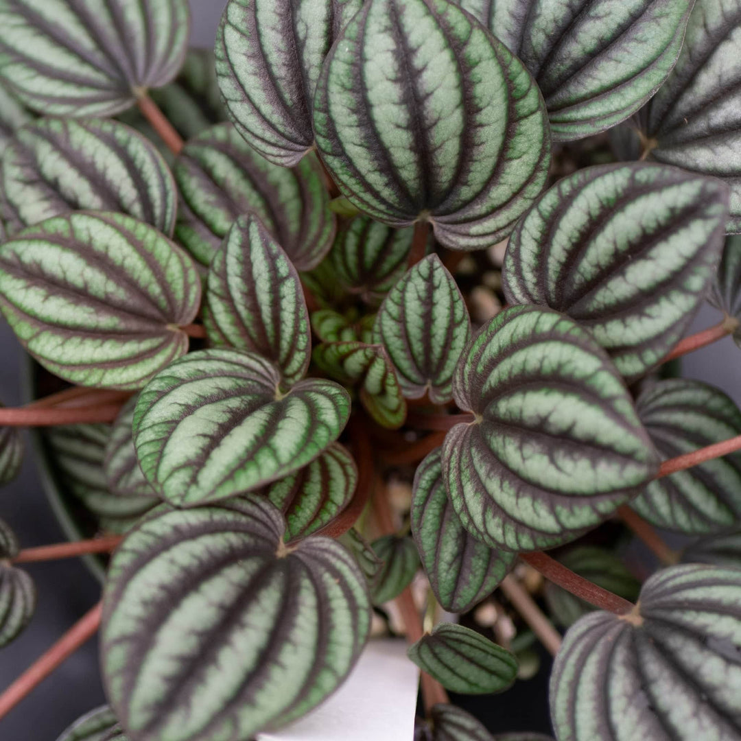 Gabriella Plants Peperomia 4" Peperomia albovittata 'Piccolo Banda'
