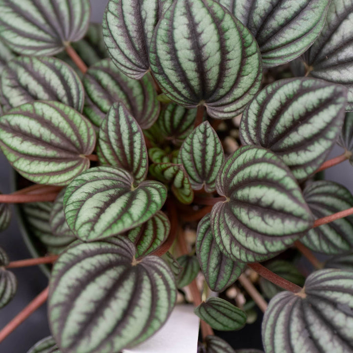 Gabriella Plants Peperomia 4" Peperomia albovittata 'Piccolo Banda'