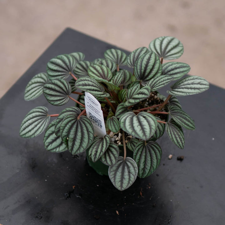Gabriella Plants Peperomia 4" Peperomia albovittata 'Piccolo Banda'