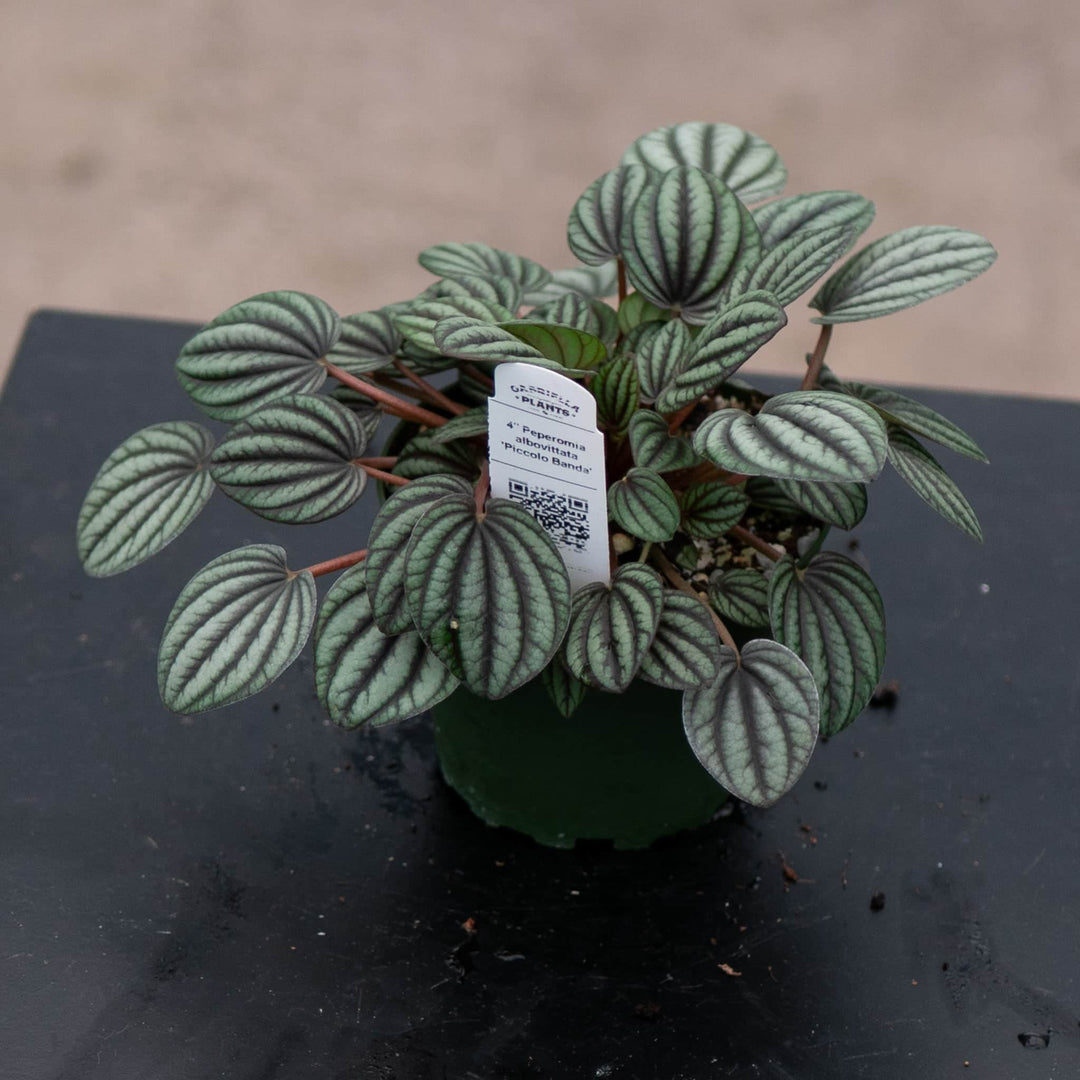 Gabriella Plants Peperomia 4" Peperomia albovittata 'Piccolo Banda'