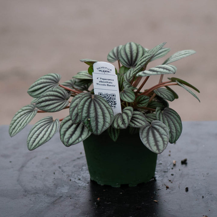 Gabriella Plants Peperomia 4" Peperomia albovittata 'Piccolo Banda'