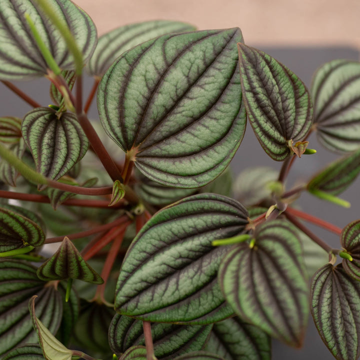 Gabriella Plants Peperomia 4" Peperomia albovittata 'Piccolo Banda'