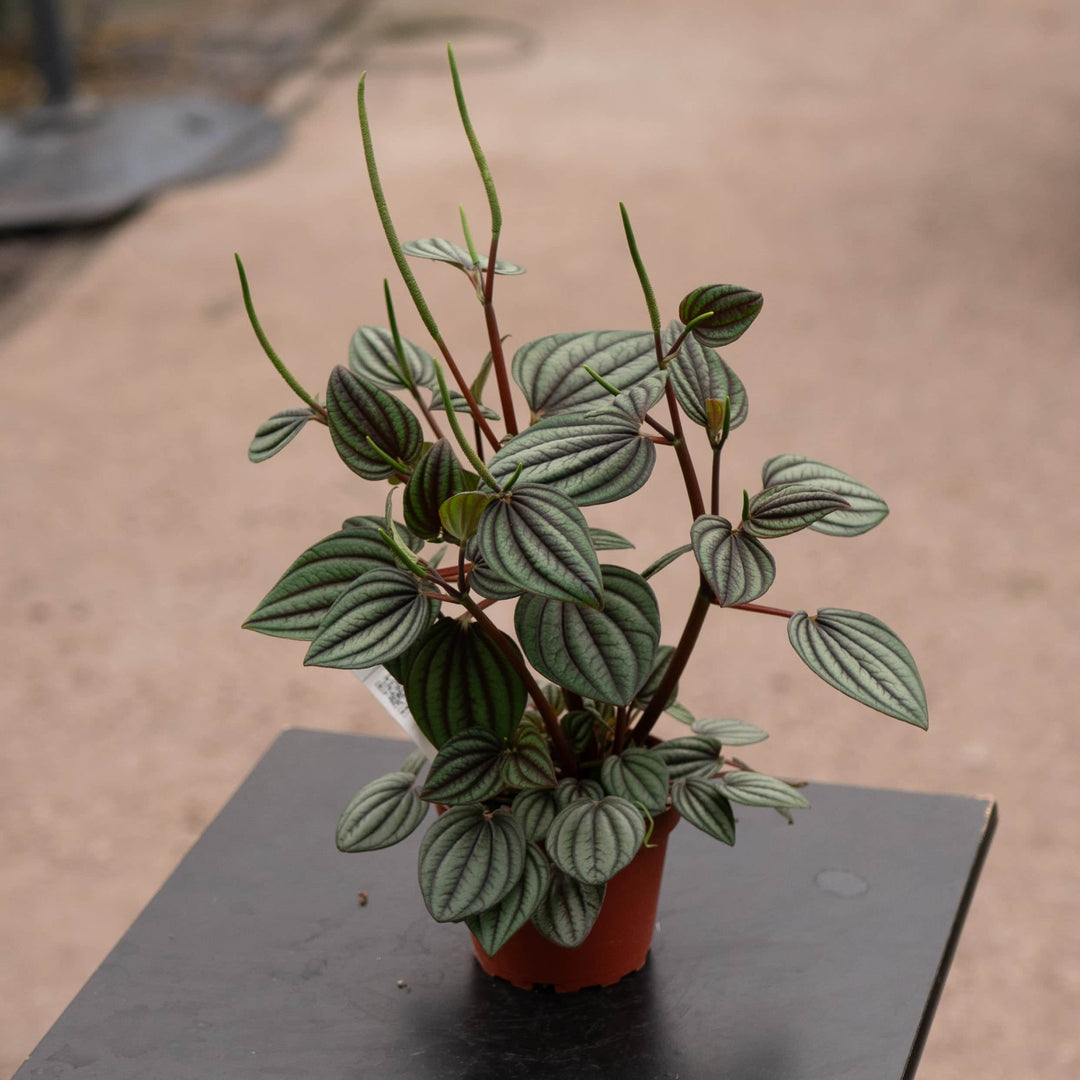 Gabriella Plants Peperomia 4" Peperomia albovittata 'Piccolo Banda'