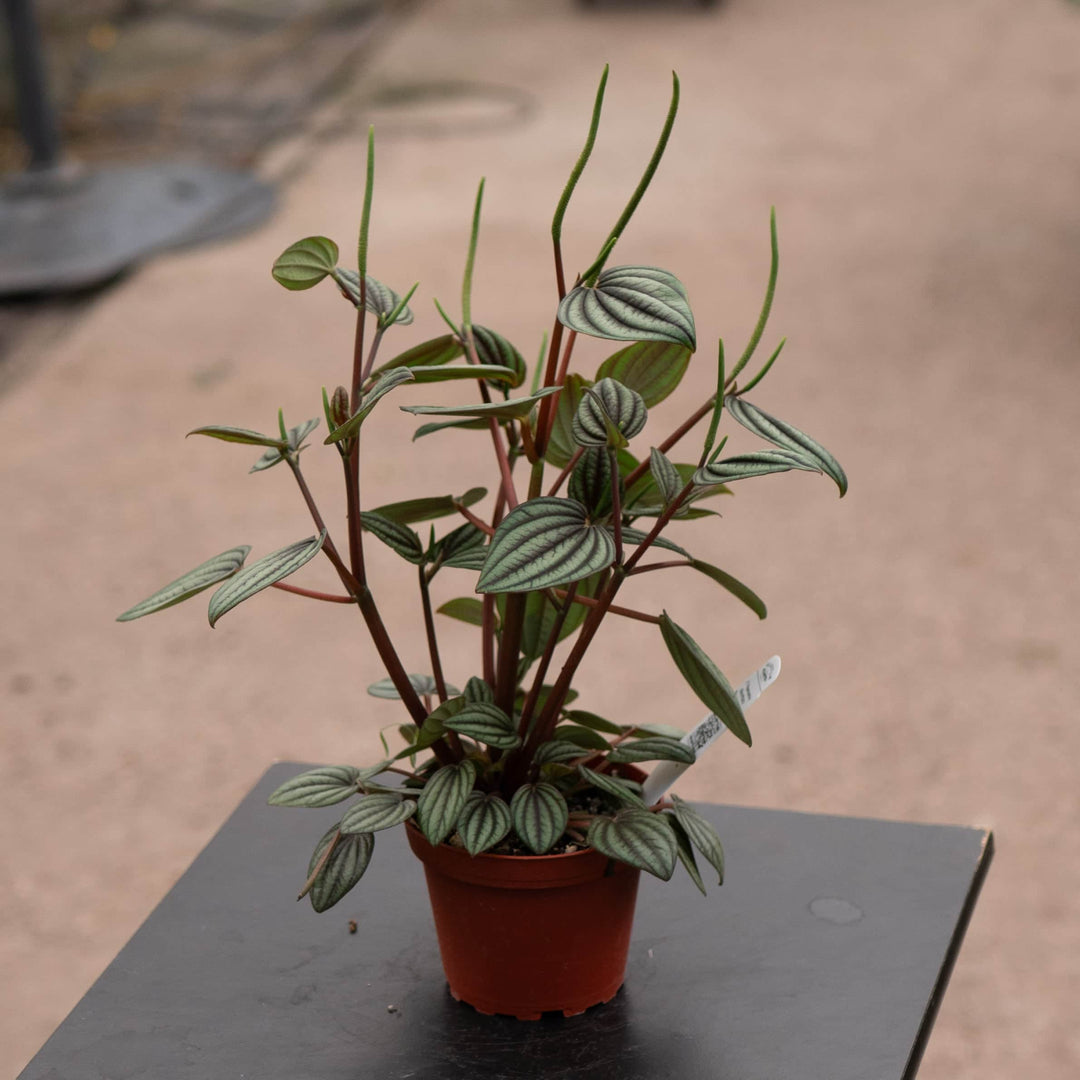 Gabriella Plants Peperomia 4" Peperomia albovittata 'Piccolo Banda'