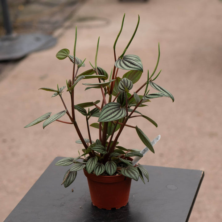 Gabriella Plants Peperomia 4" Peperomia albovittata 'Piccolo Banda'