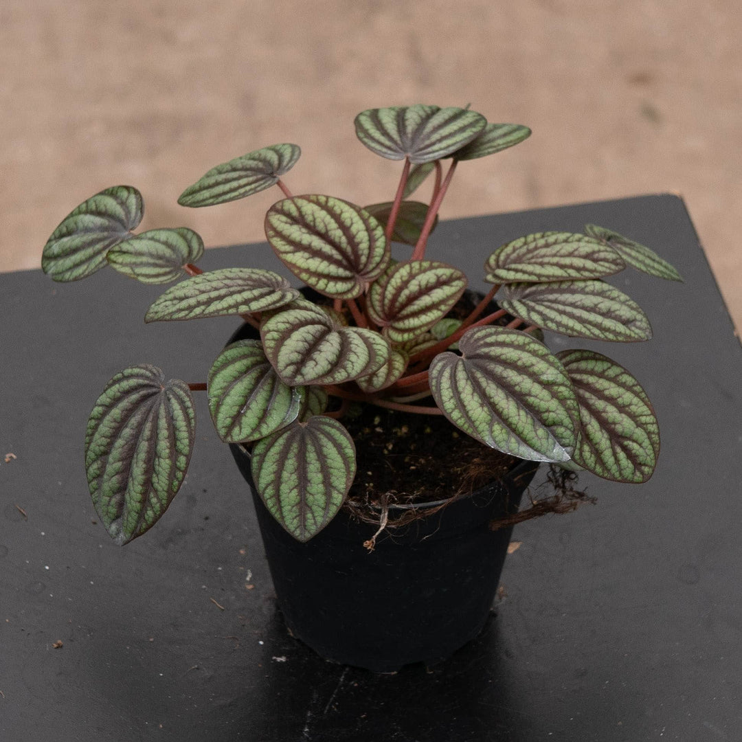 Gabriella Plants Peperomia 4" Peperomia albovittata 'Piccolo Banda'