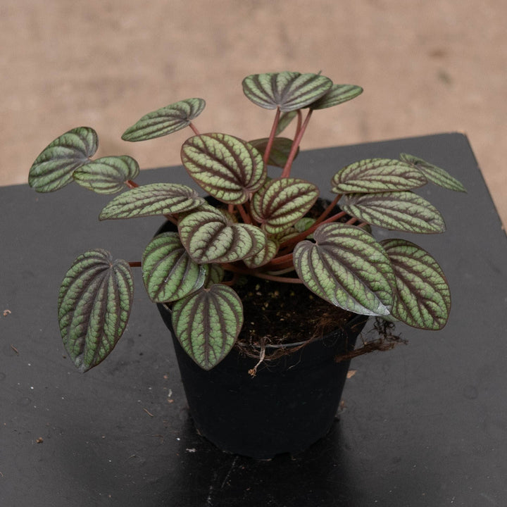 Gabriella Plants Peperomia 4" Peperomia albovittata &