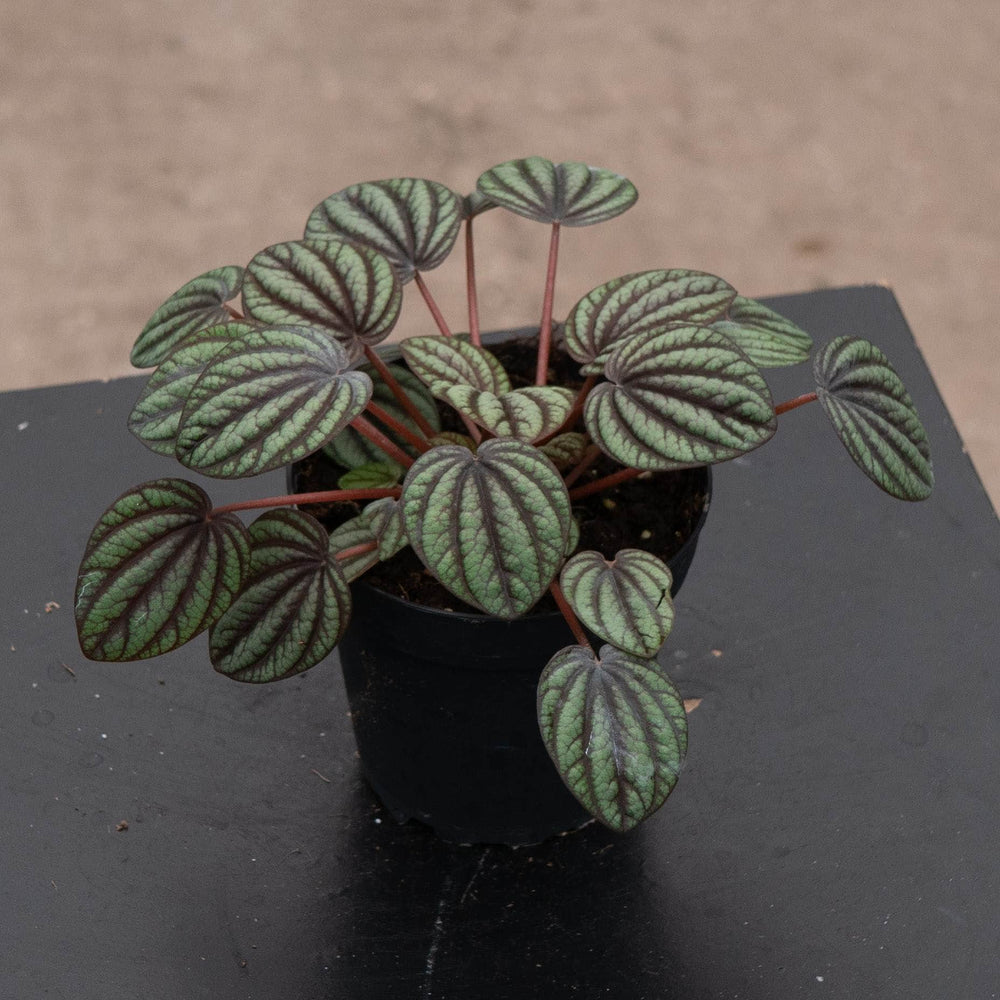 Gabriella Plants Peperomia 4" Peperomia albovittata 'Piccolo Banda'
