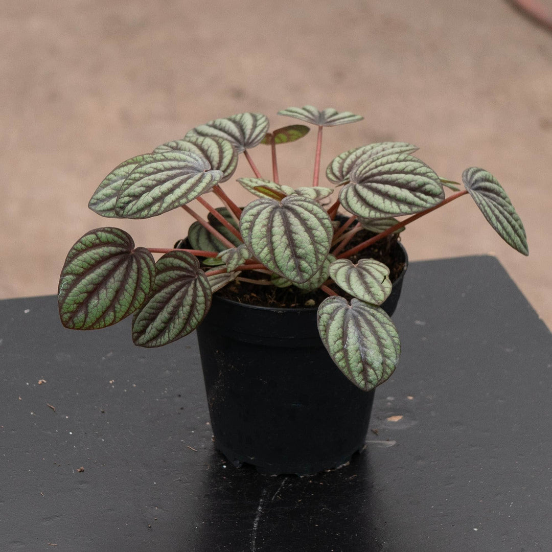 Gabriella Plants Peperomia 4" Peperomia albovittata &