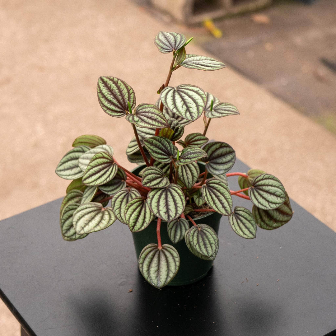 Peperomia Albovittata Piccolo Banda: Care Tips for Thriving Growth Peperomia Albovittata Piccolo Banda: Care Tips for Thriving Growth