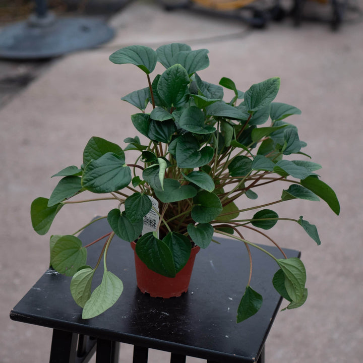 Gabriella Plants Peperomia 4" Peperomia albovittata 'Rana Verde'