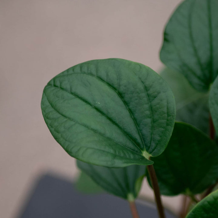 Gabriella Plants Peperomia 4" Peperomia albovittata 'Rana Verde'