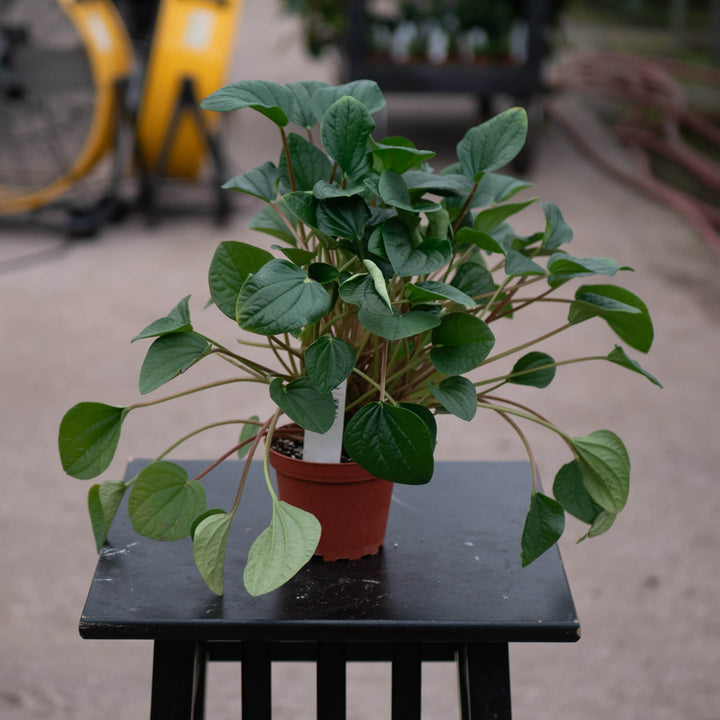Gabriella Plants Peperomia 4" Peperomia albovittata 'Rana Verde'