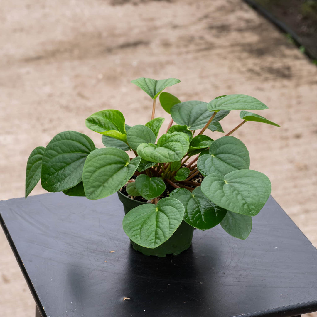 Gabriella Plants Peperomia 4" Peperomia albovittata 'Rana Verde'