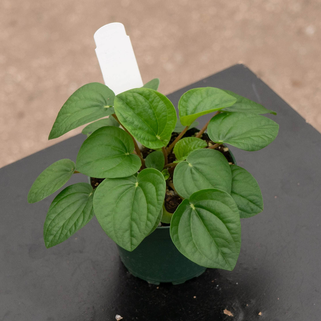 Gabriella Plants Peperomia 4" Peperomia albovittata &