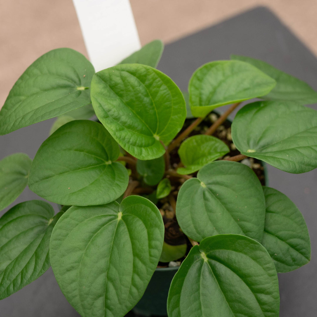 Gabriella Plants Peperomia 4" Peperomia albovittata &