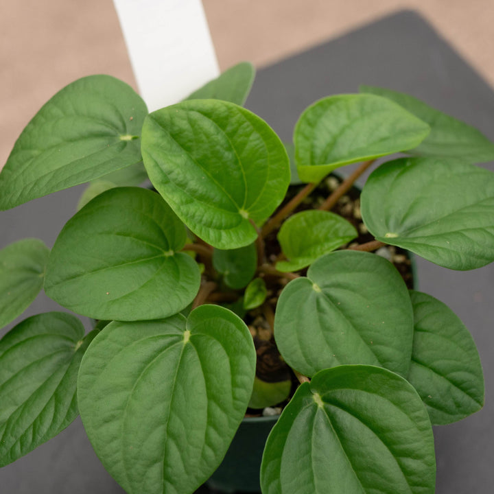 Gabriella Plants Peperomia 4" Peperomia albovittata &