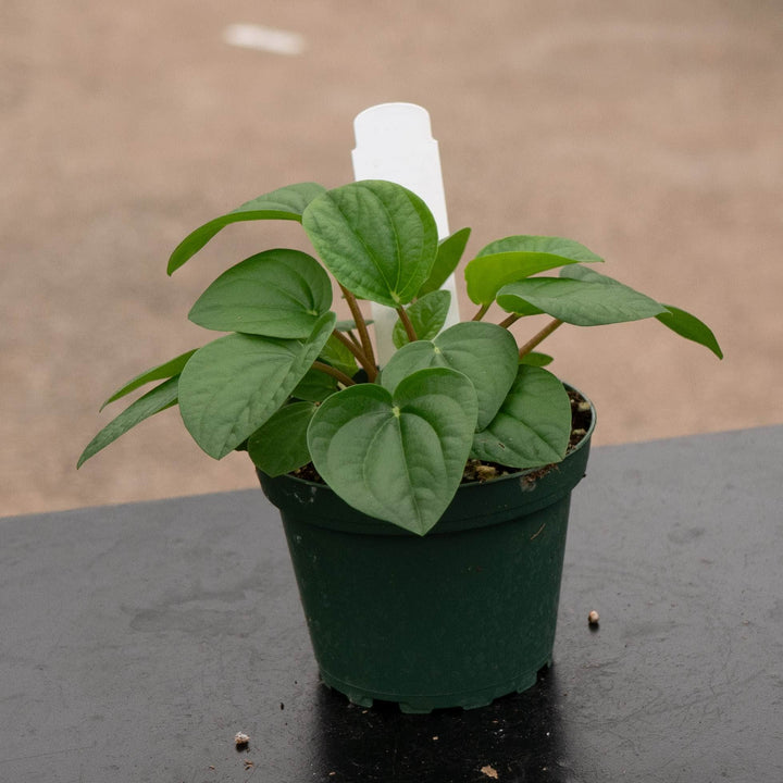 Gabriella Plants Peperomia 4" Peperomia albovittata &