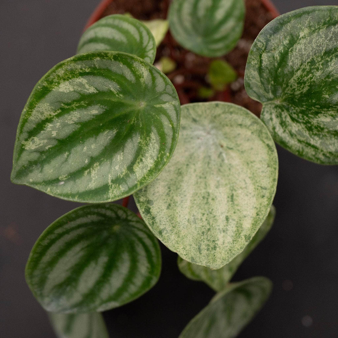 Gabriella Plants Peperomia 4" Peperomia argyreia 'Harmony's Gold Dust'