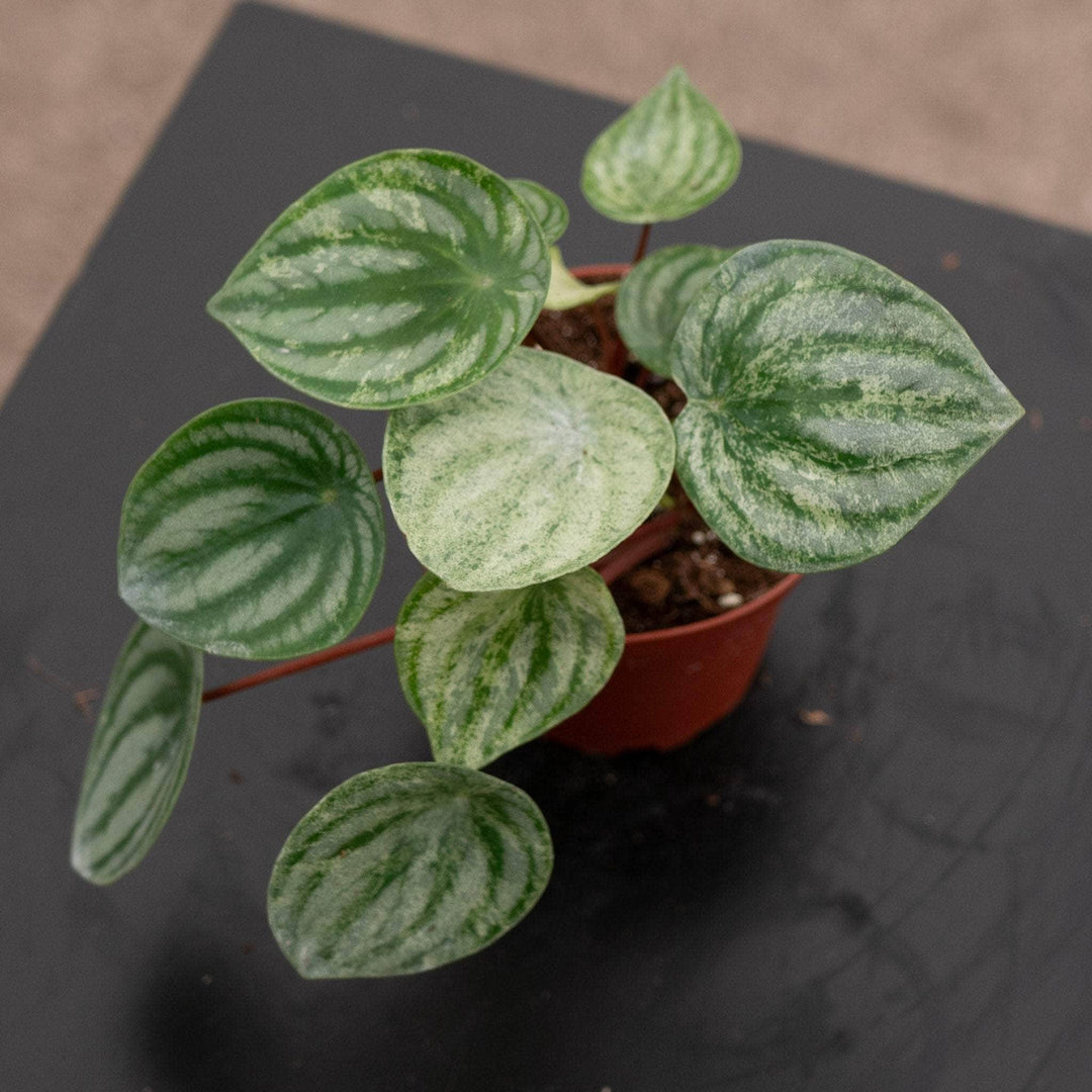 Gabriella Plants Peperomia 4" Peperomia argyreia 'Harmony's Gold Dust'