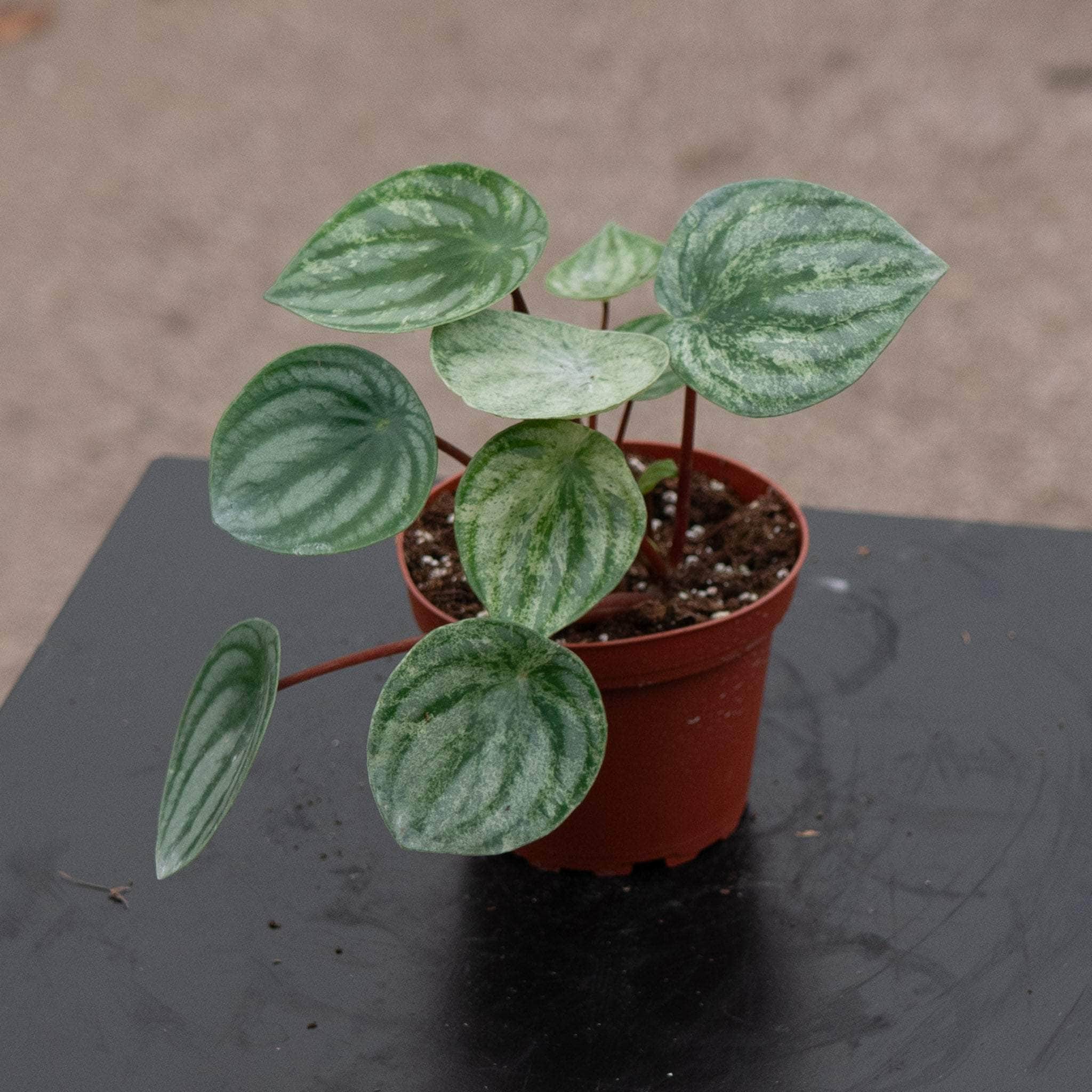 Peperomia argyreia 'Harmony's Gold Dust' - Gabriella Plants