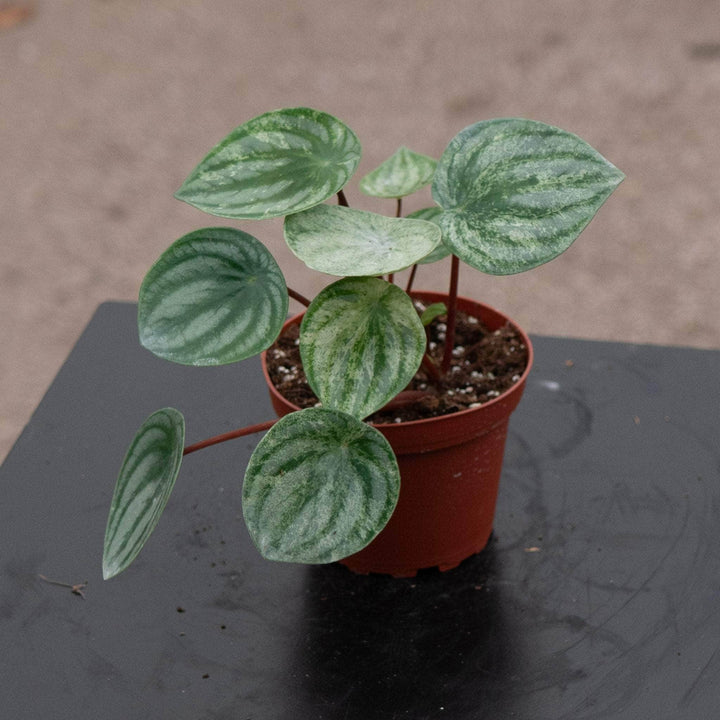 Gabriella Plants Peperomia 4" Peperomia argyreia 'Harmony's Gold Dust'