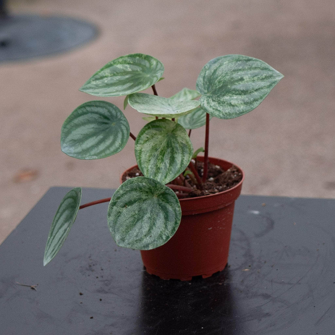 Gabriella Plants Peperomia 4" Peperomia argyreia 'Harmony's Gold Dust'