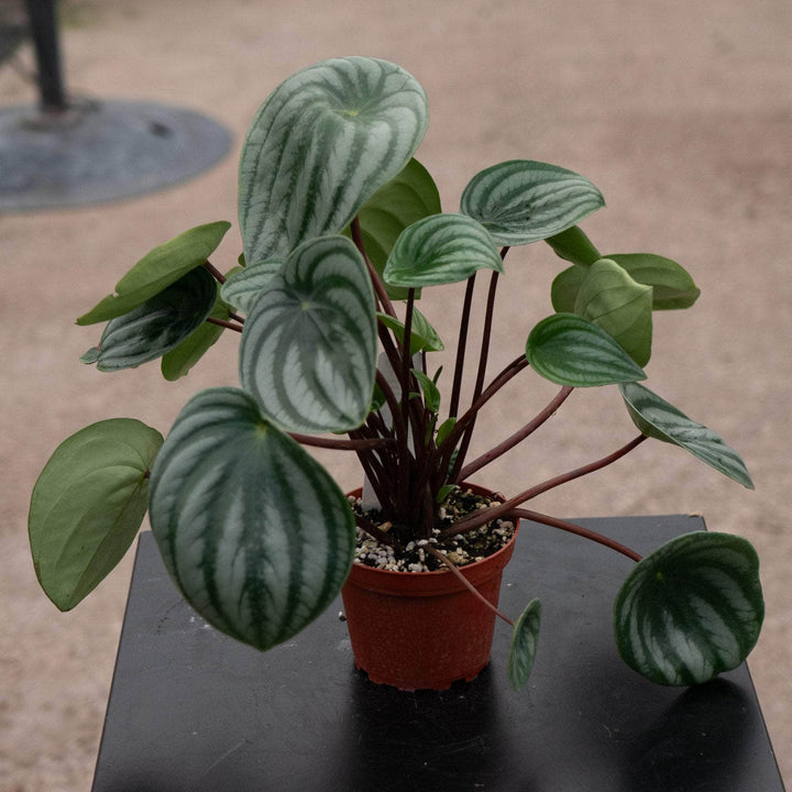 Gabriella Plants Peperomia 4 Peperomia argyreia "Watermelon"