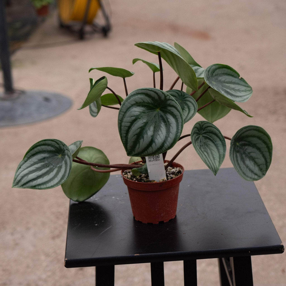 Gabriella Plants Peperomia 4 Peperomia argyreia "Watermelon"