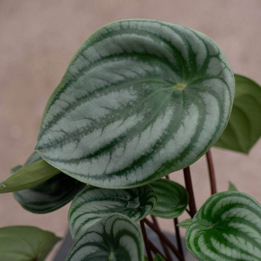 Gabriella Plants Peperomia 4 Peperomia argyreia "Watermelon"