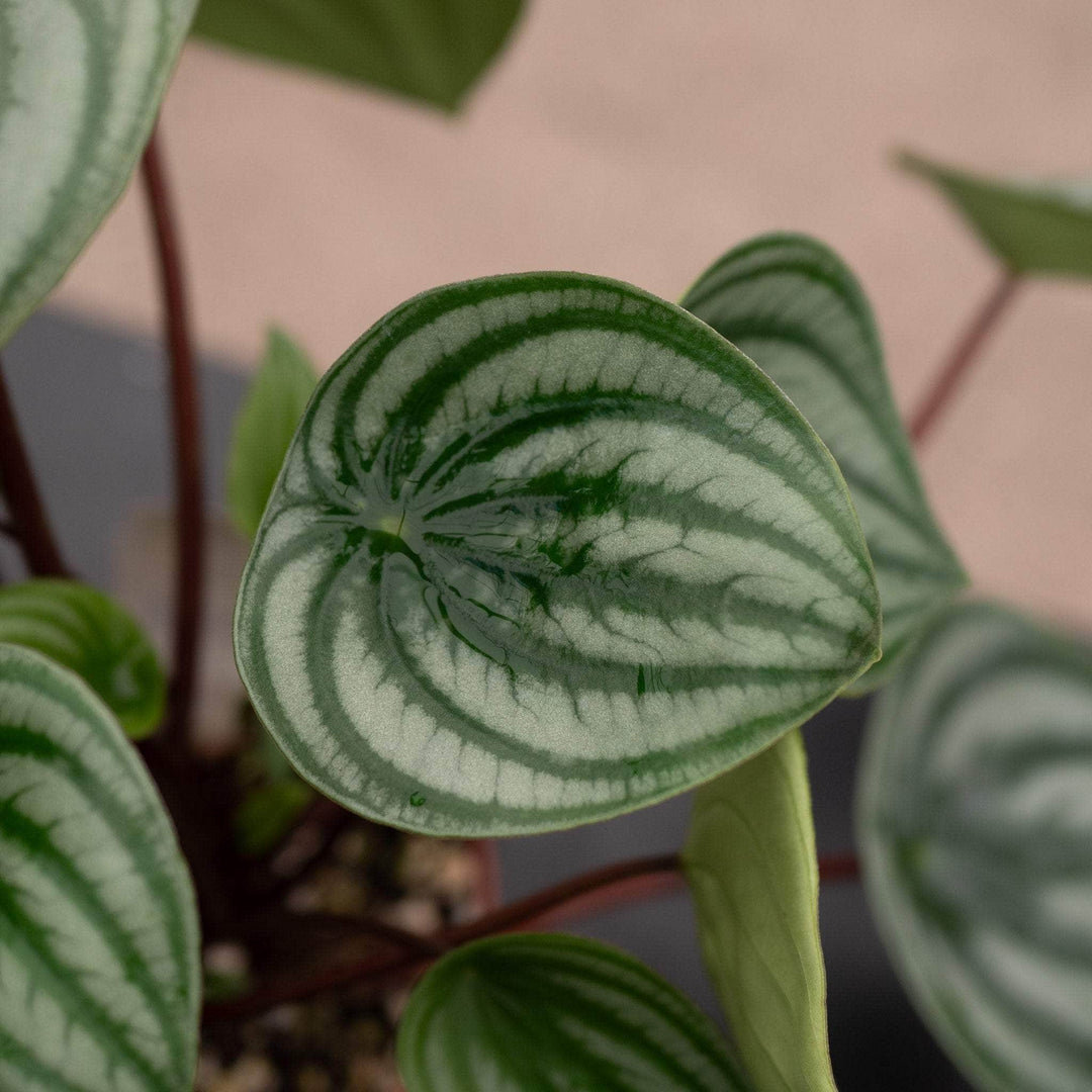 Gabriella Plants Peperomia 4 Peperomia argyreia "Watermelon"