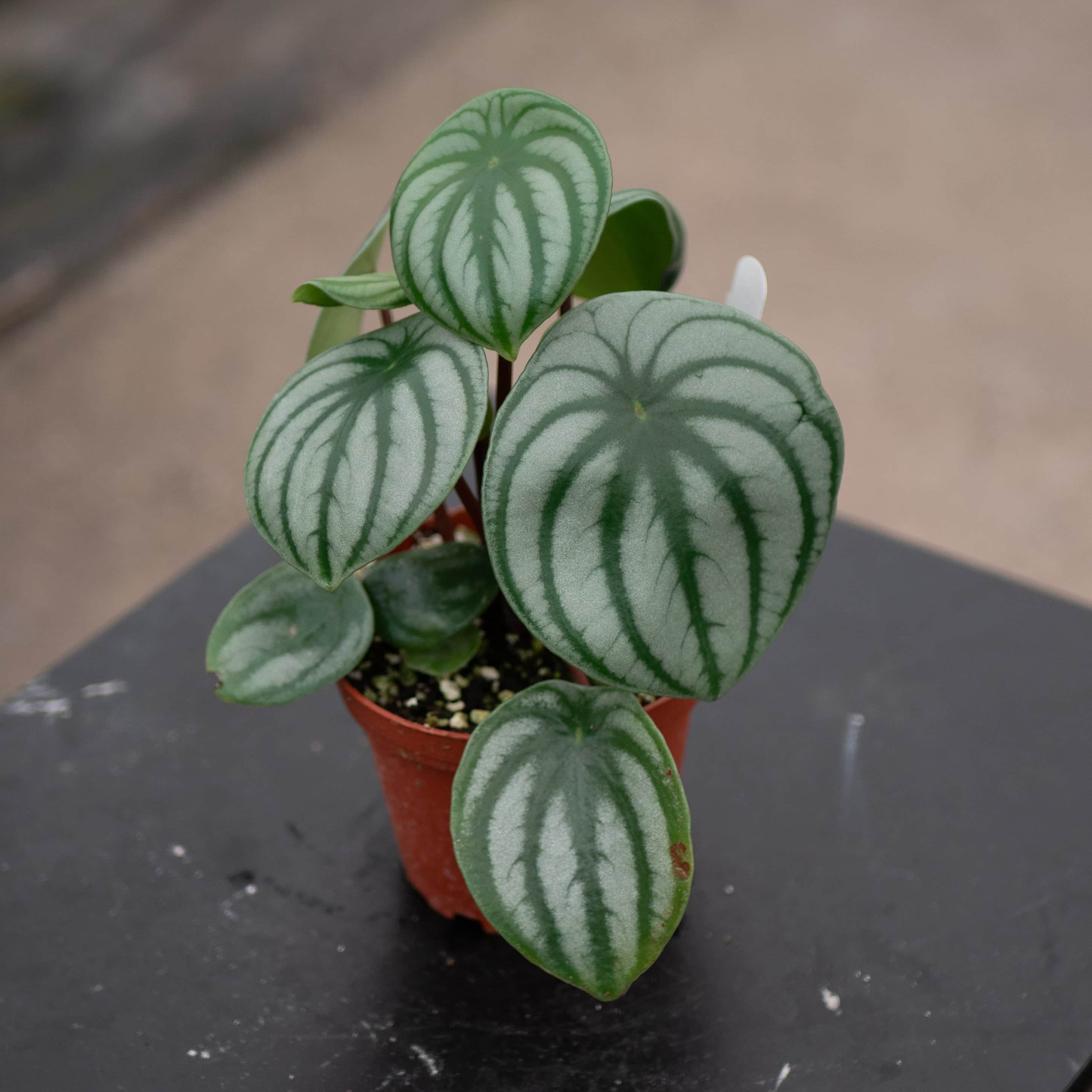 Peperomia argyreia 