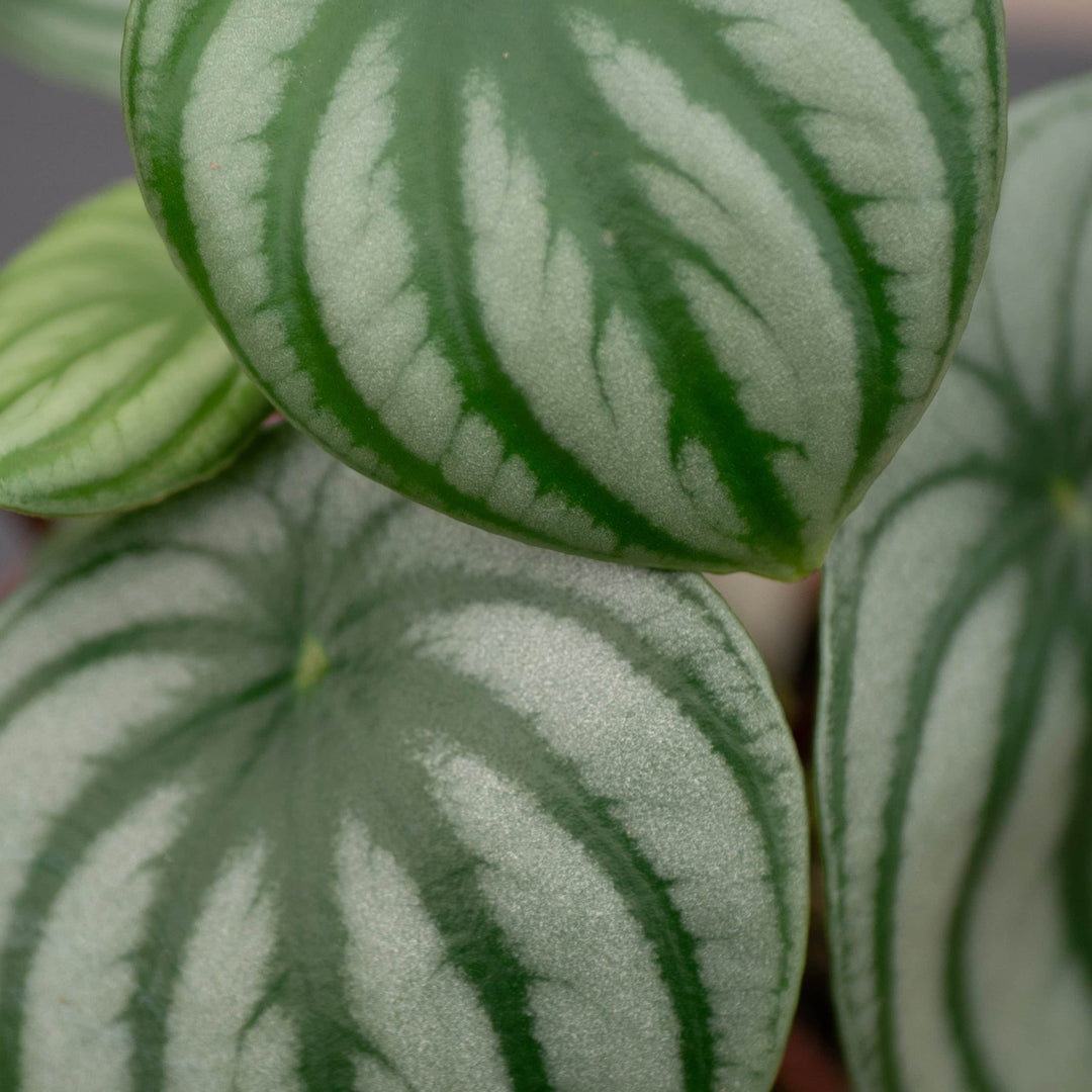 Gabriella Plants Peperomia 4 Peperomia argyreia "Watermelon"