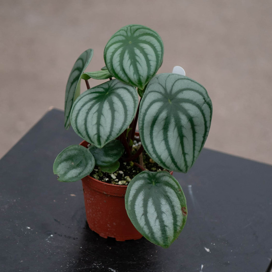 Gabriella Plants Peperomia 4 Peperomia argyreia "Watermelon"