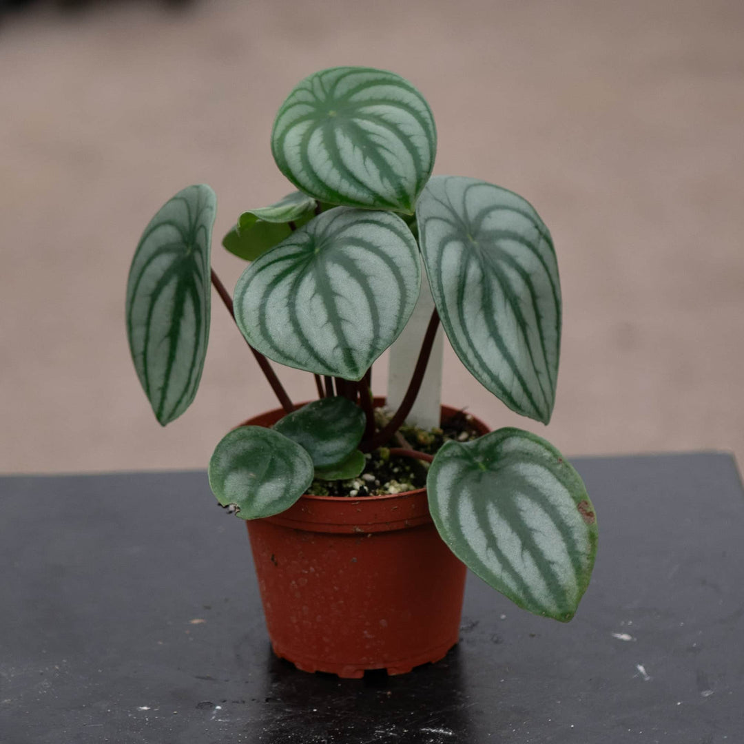 watermelon indoor plant Peperomia argyreia "Watermelon"